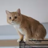 ブリティッシュショートヘア