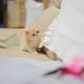 ブリティッシュショートヘア