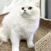 スコティッシュフォールド(折れ耳)