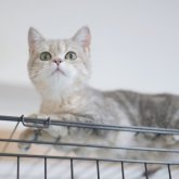 ブリティッシュショートヘア