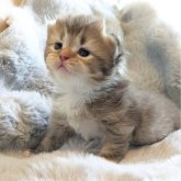 ブリティッシュショートヘア