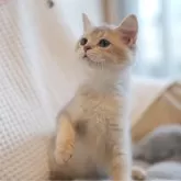 ブリティッシュショートヘア【東京都・女の子・2025年7月3日・ブルーゴールデン】の写真1