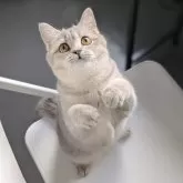 ブリティッシュショートヘア【東京都・女の子・2025年5月19日・ブルーゴールデン】の写真1「お腹なでなで大好きな女の子です❤️ムチムチプリプリ💕」