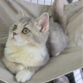 ブリティッシュショートヘア