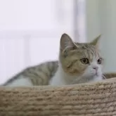 ブリティッシュショートヘア