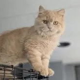 ブリティッシュショートヘア