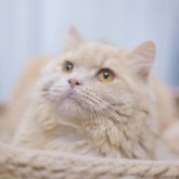 ブリティッシュショートヘア