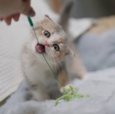 スコティッシュフォールド(折れ耳)