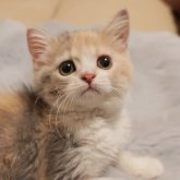 ブリティッシュショートヘア