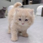 ブリティッシュショートヘア