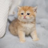 ブリティッシュショートヘア