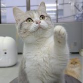 ブリティッシュショートヘア