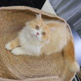 ブリティッシュショートヘア