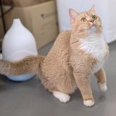 ブリティッシュショートヘア