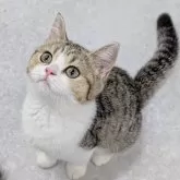 ブリティッシュショートヘア