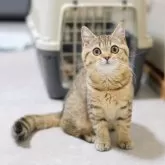 ブリティッシュショートヘア