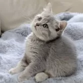 ブリティッシュショートヘア