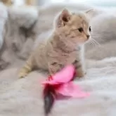 ブリティッシュショートヘア【東京都・男の子・2025年9月20日・ブルーティックドタビー】の写真2