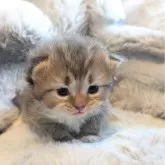 ブリティッシュショートヘア【東京都・女の子・2025年10月5日・チョコレートゴールデン&ホワイト】の写真3