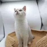 ブリティッシュショートヘア【東京都・男の子・2025年5月2日・ブルータビー&ホワイト】の写真6