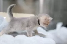 ブリティッシュショートヘア【東京都・女の子・2025年11月10日・ブルーゴールデン】の写真4