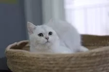 ブリティッシュショートヘア【東京都・女の子・2025年2月15日・シェーデッドシルバー】の写真4