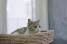 ブリティッシュショートヘア【東京都・女の子・2025年3月16日・ブラウンマッカレルタビーアンドホワイト】の写真4