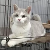 ブリティッシュショートヘア【東京都・男の子・2025年5月2日・ブルータビー&ホワイト】の写真3