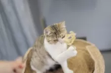 ブリティッシュショートヘア【東京都・女の子・2025年3月16日・ブラウンマッカレルタビーアンドホワイト】の写真3