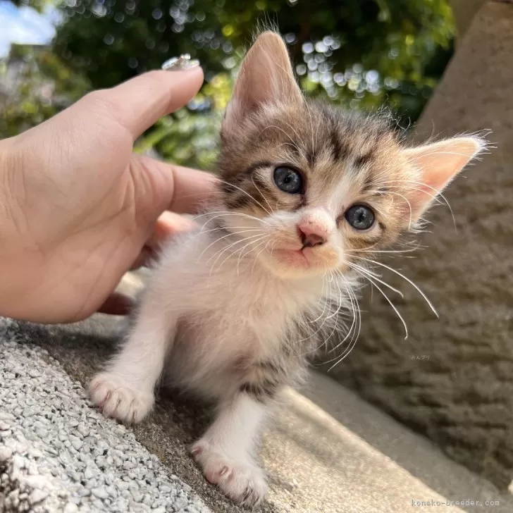 ID：2406-01912の子猫