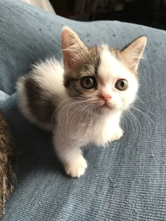 ID:2010-01451の子猫