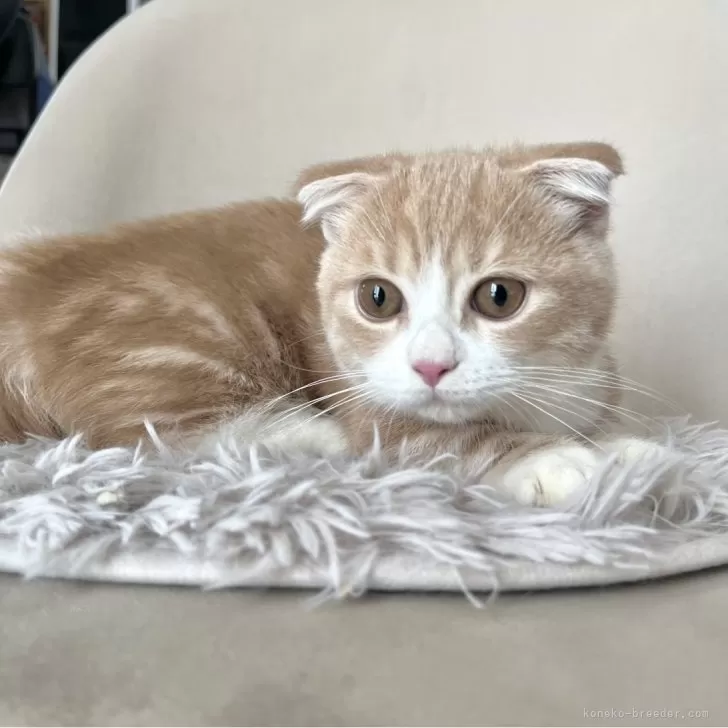 ID:2407-02370の子猫