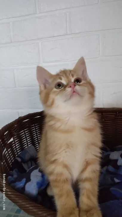 ID:2012-00774の子猫