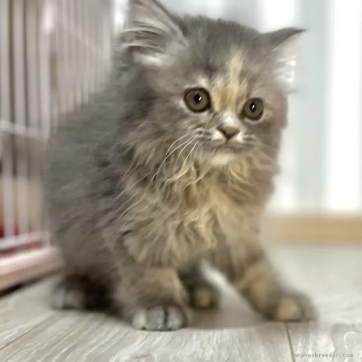 ID:2405-00437の子猫