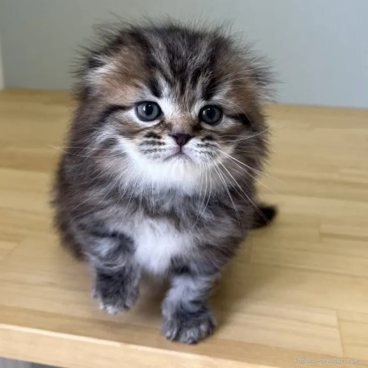 ID:2304-02811の子猫