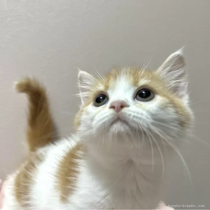 ID:2409-02994の子猫