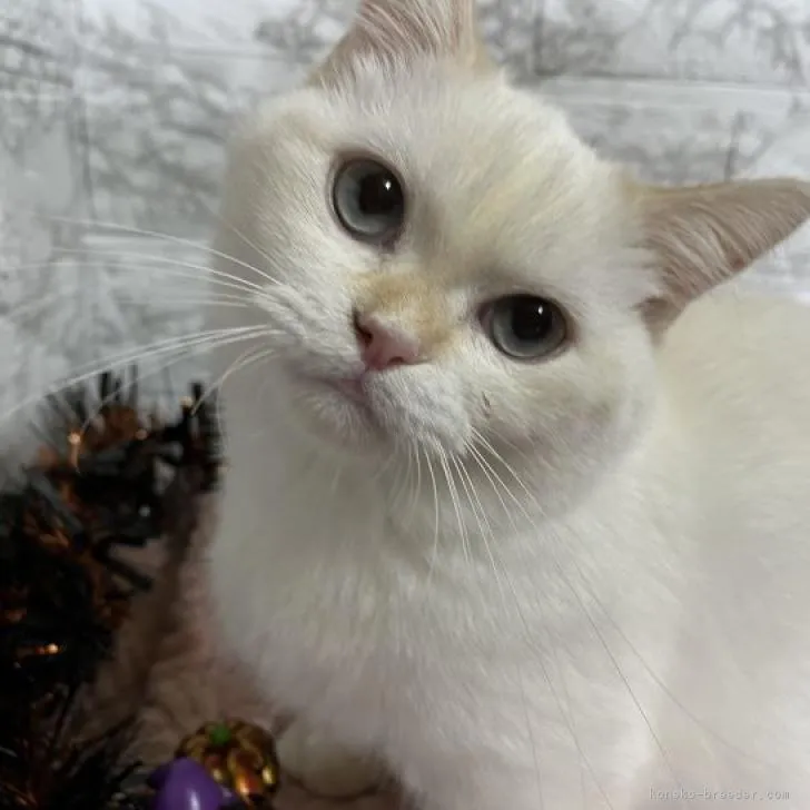 ID：2205-02834の子猫
