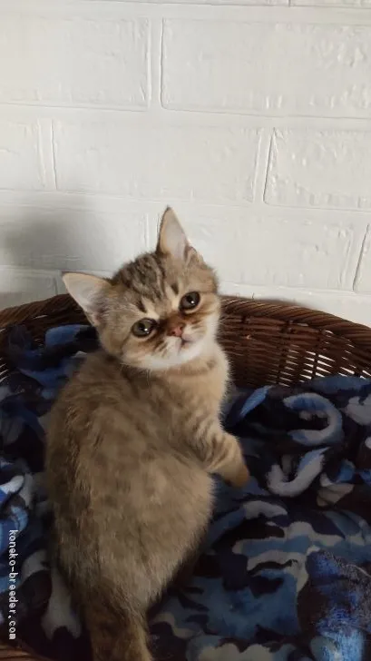 ID：2011-00549の子猫