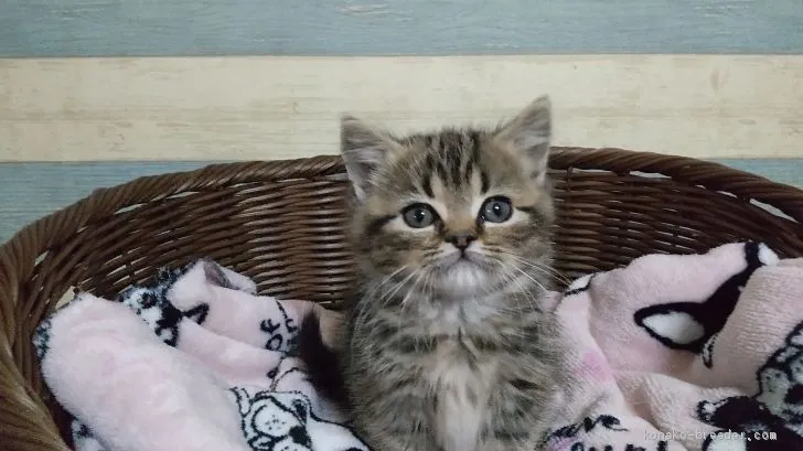 ID:2101-00883の子猫