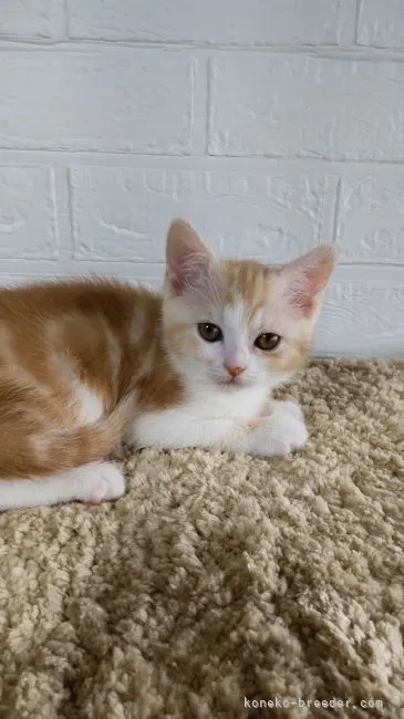 ID:2104-02695の子猫