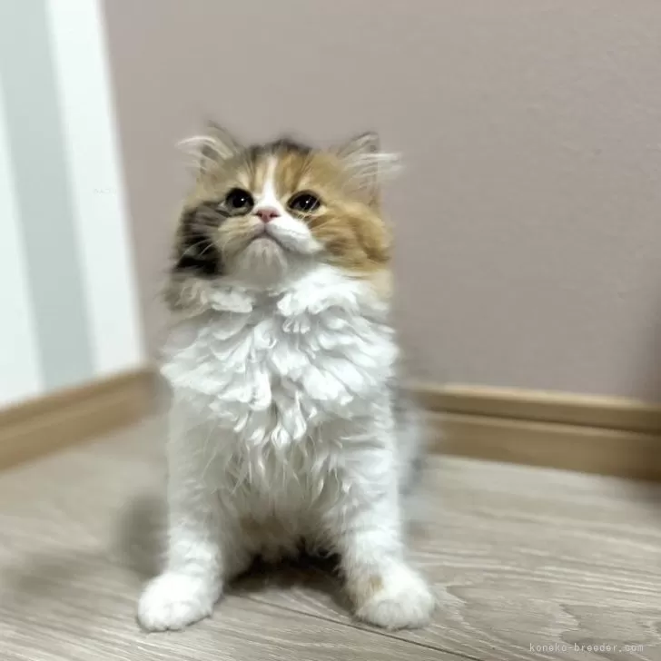 ID:2405-02355の子猫