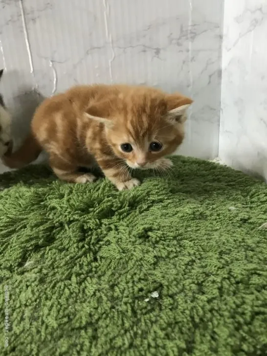 ID:2111-01757の子猫