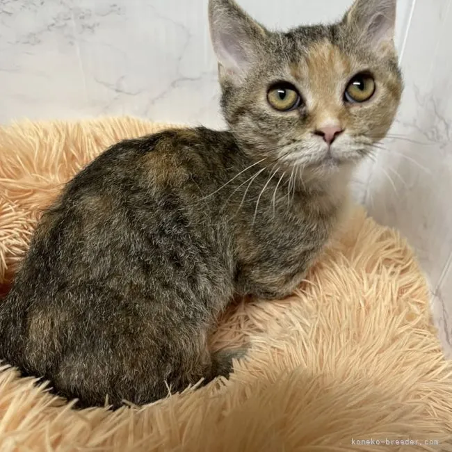 ID：2106-02027の子猫