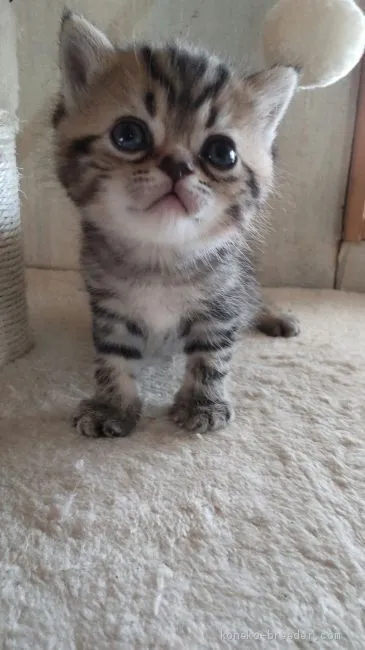 ID:2103-00191の子猫