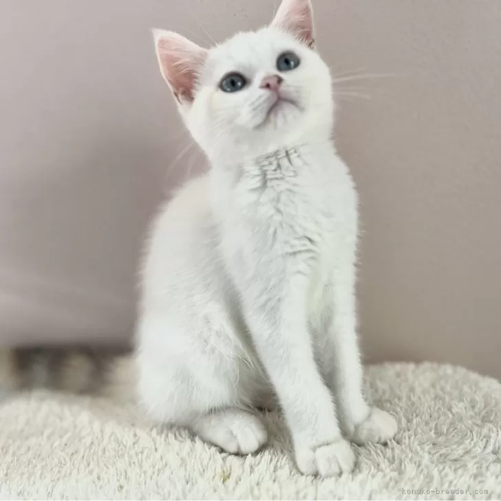 ID:2406-00246の子猫