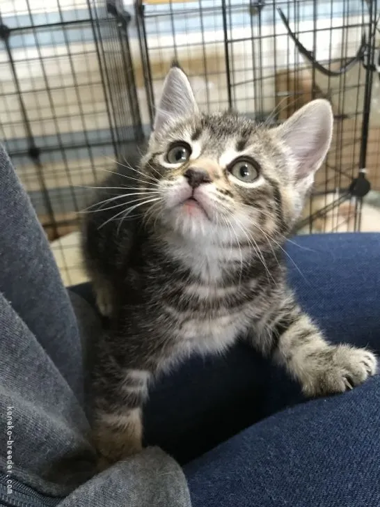 ID：2202-00313の子猫