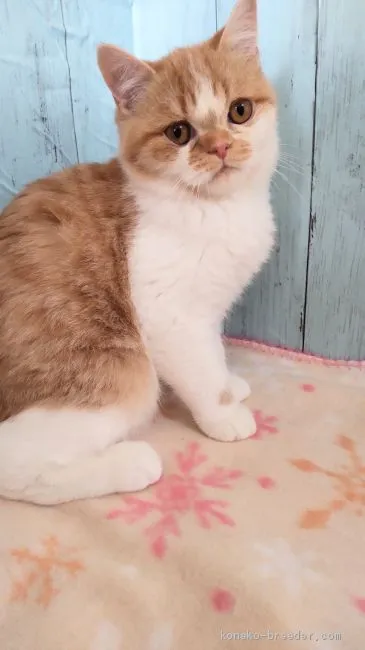 ID：2010-01710の子猫