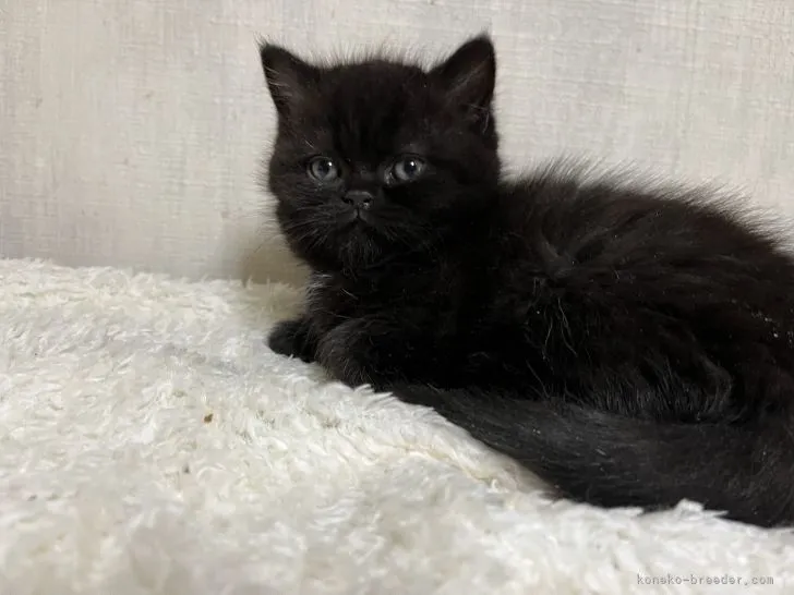 ID:2203-00201の子猫