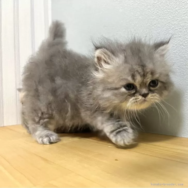 ID:2409-03306の子猫