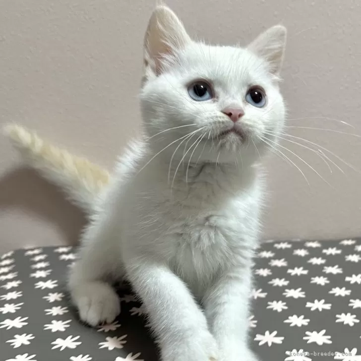 ID:2406-00109の子猫